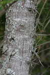 Honey locust